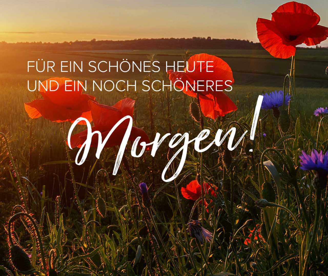 DE_Zwischenbanner_Nachhaltigkeit_mobilG0rnfMtwpprVI